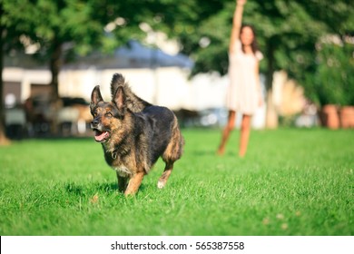 Woman With Her Dog In The Park