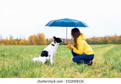 18,537 Dogs rain Images, Stock Photos & Vectors | Shutterstock