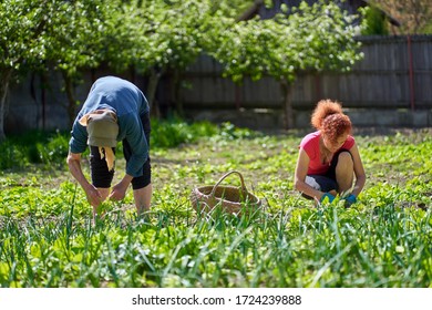 Woman and her elder mother harvesting orache in the garden - Shutterstock ID 1724239888