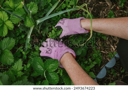 Similar – berry picking Food Fruit