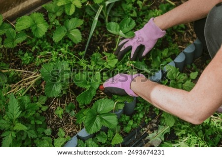 Similar – berry picking Food Fruit