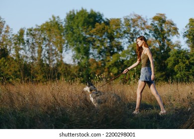 Woman And Her Husky Dog Happily Walk And Run Through The Grass In The Field Smile With Teeth Fall Sunset Walk With A Pet, Travel With A Friend Dog Happiness Lifestyle