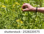 Woman herbalist picking yellow st. John