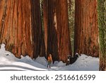 Woman in hiker standing among giant tall sequoia trees on a sunny winter day