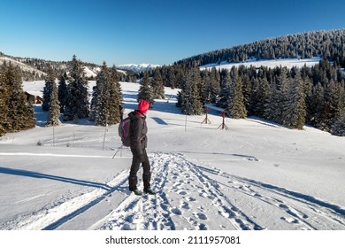 Woman Hiker Walking On Snow In Winter Country. Great Fatra Mountains At Slovakia