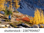 A Woman Hikes Through A Forest of Fall Color and Golden Larches. Cutthroat Pass, Pacific Crest Trail, North Cascades National Park, Washington.