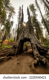 Woman Hikes Through Giant Sequoia Tree In Yosemite National Park