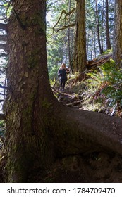 Woman Hiking Down A Steep Trail With A Large Tree While Carrying A Small Dog In The Southern Oregon Coast