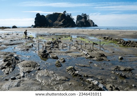 Woman hiking on Shi Shi Beach and Trail in Olympic National Park, Washington on sunny summer afternoon.