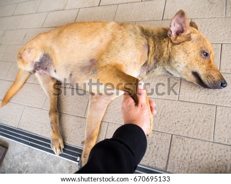 Woman hold hand  of stray dogs sleeping on the floor in front of the entrance of convenience store.
