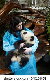 Woman Holding 6 Month Old Giant Panda At Chengdu Panda Breeding Research Center