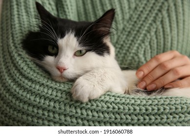 Woman holding adorable long haired cat, closeup - Powered by Shutterstock