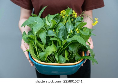 Woman holding a basket of Choy sum leaf after picking from vegatable garden. It is also known as the Chinese Flowering Cabbage. - Shutterstock ID 2258015241