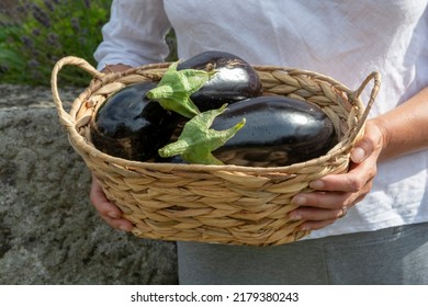 A Woman Holding A Basket Of Eggplants, Aubergine Or Brinjal In Her Hands. Freshly Picked Organic Solanum Melongena.