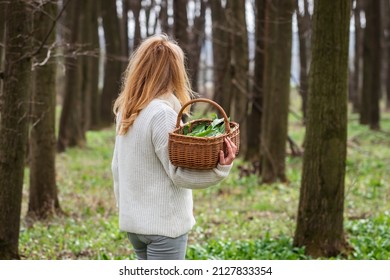 Frauenkorb mit geernteten wilden Knoblauchblättern im Wald. Harvesting Rapson Kraut im Frühling. Gesunder Lebensstil