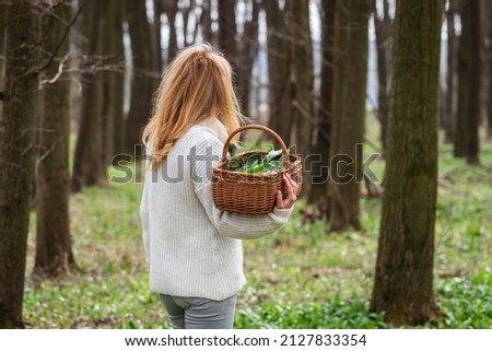 Woman holding basket with harvested wild garlic leaves in forest. Harvesting ramson herb at springtime. Healthy lifestyle