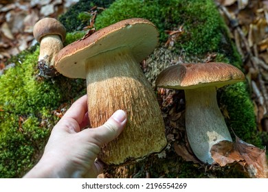 Woman Holding Beautiful Big Porcini In Hand. Mushroom Hunting In The Forest.