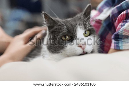 Woman holding beautiful cat with green eyes closeup. Pedigree pets concept