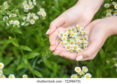 Woman Holding Beautiful Chamomile Flowers, Closeup