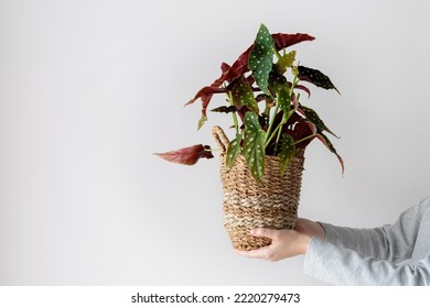Woman holding begonia maculata or polka dot begonia in flower pot. Houseplant in hands on white background with copy space. Growing plants indoors