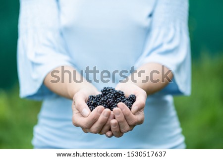 Similar – Ripe blackberries in a child hand