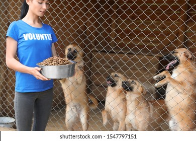 Woman holding bowl of food near cage with homeless dogs in animal shelter. Volunteering concept - Powered by Shutterstock