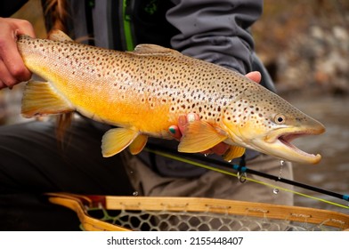 A Woman Holding A Brown Trout After Catching And Releasing It While Fly Fishing In Alberta, Canada 