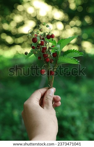 Woman holding bunch with tasty wild strawberries outdoors, closeup