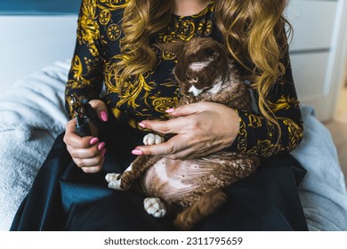 woman holding a clipper to cut claws of Devon Rex cat, pets concept. High quality photo - Shutterstock ID 2311795659