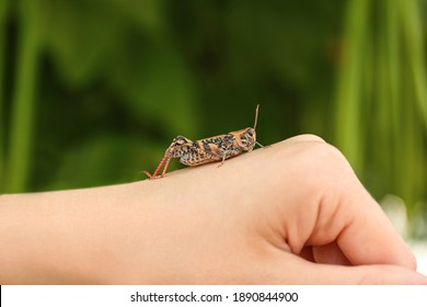 Woman holding common grasshopper outdoors, closeup view