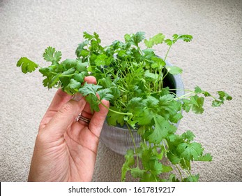 Woman Holding Corriander Or A Cilantro Plant