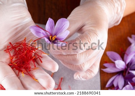 Woman holding crocus and saffron stamens. Stamens are used in cooking.