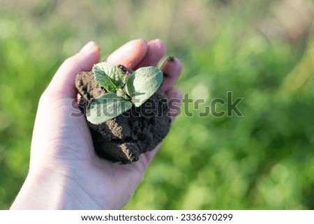 Woman holding cucumber seedlings in her palm