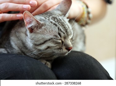 Woman Holding Cute Cat Close Up