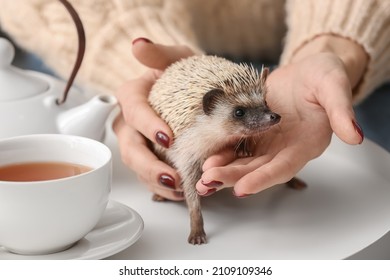 Woman Holding Cute Hedgehog At Home, Closeup