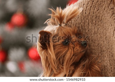 Woman holding cute Yorkshire terrier, closeup. Happy dog