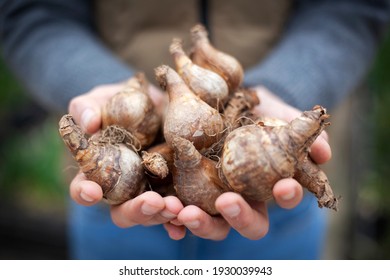 A Woman Holding Dahlia Bulbs In Her Cupped Hands