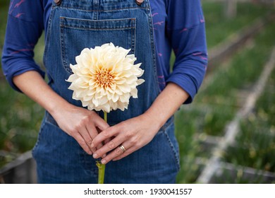 A Woman Holding A Dahlia Cafe Au Lait In Her Hands