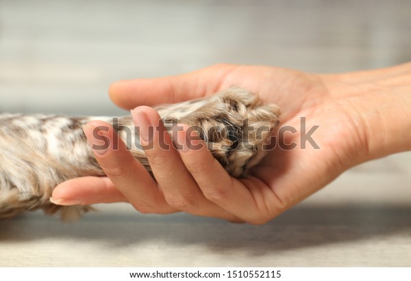 Woman holding dog's paw indoors, closeup view