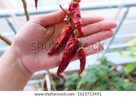 Woman holding dried hot peppers. A hand for dried pepper. Dry chili, food ingredients. Spicy food concept. It can be used for meat, chicken or vegetable dishes or breakfast