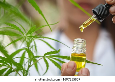 A Woman Holding A Dropper With An Oil Product, Concept Of Herbal Alternative Medicine, Cbd Hemp Oil, Pharmaceptical Industry