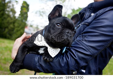 Woman holding an elegant french bulldog