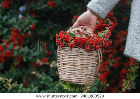 Woman holding firethorn berries in a basket. Pyracantha coccinea. Plantae, Magnoliophyta, Magnoliopsida, Rosales,Rosaceae, Amygdaloideae