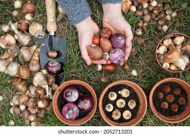 Woman holding flower bulbs of tulips, hyacinths and other in her hands, top view in a garden