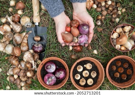 Woman holding flower bulbs of tulips, hyacinths and other in her hands, top view in a garden