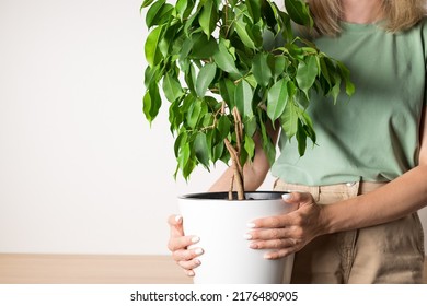 Woman Holding Flower Pot With Ficus Houseplant. Greenery At Home. Moving Day And Relocation Concept. Closeup, Copy Space.