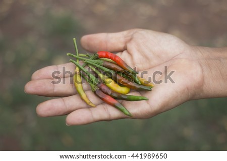 Woman holding fresh red and green chili peppers in her hands 