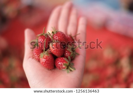 Woman holding fresh strawberries 
