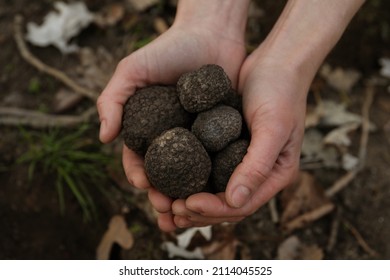 Woman Holding Fresh Truffles In Hands Outdoors, Closeup