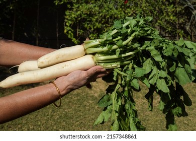 Woman holding Fresh White Radish root vegetables plucked harvested along with its bunch of leaves. Freshly grown organic Indian vegetables on sky blue background farm trees agriculture concept